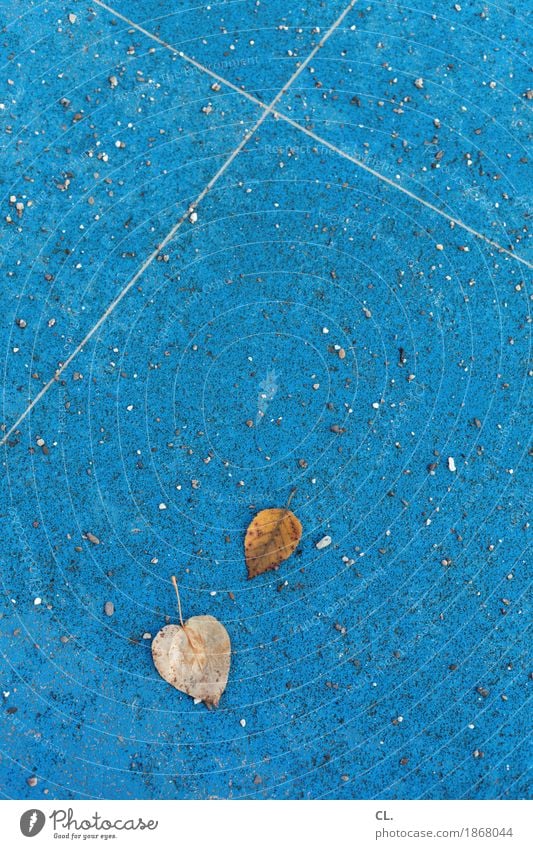 2 Blätter Umwelt Natur Herbst Wetter Blatt Boden Stein Linie blau braun Vergänglichkeit herbstlich Herbstbeginn Herbstwetter Herbstlaub Farbfoto Außenaufnahme
