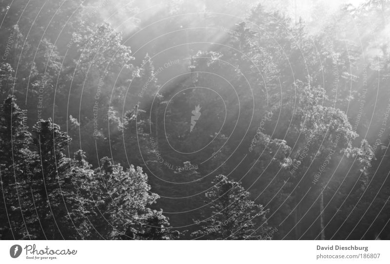 Morgens halbzehn in Deutschland Umwelt Natur Pflanze Nebel Baum Wald Nadelwald Baumkrone Schwarzweißfoto Tag Licht Schatten Kontrast Lichterscheinung