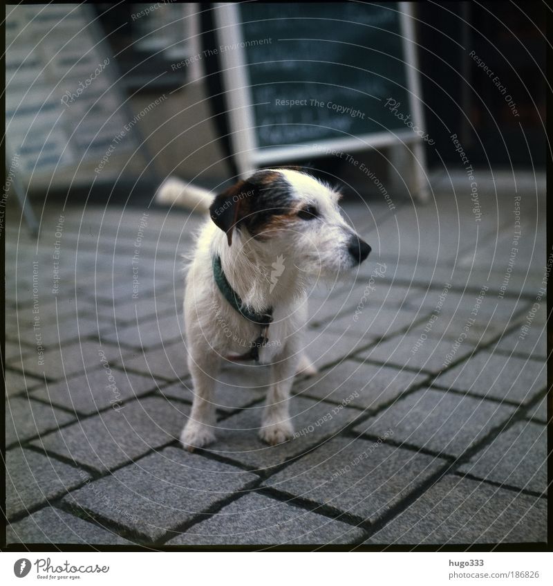 Jack Russell Terrier ...oder Mischling? :-) Pflastersteine Fußgängerzone Tier Haustier Hund Jack-Russell-Terrier 1 gut klein dünn klug schwarz weiß Farbfoto