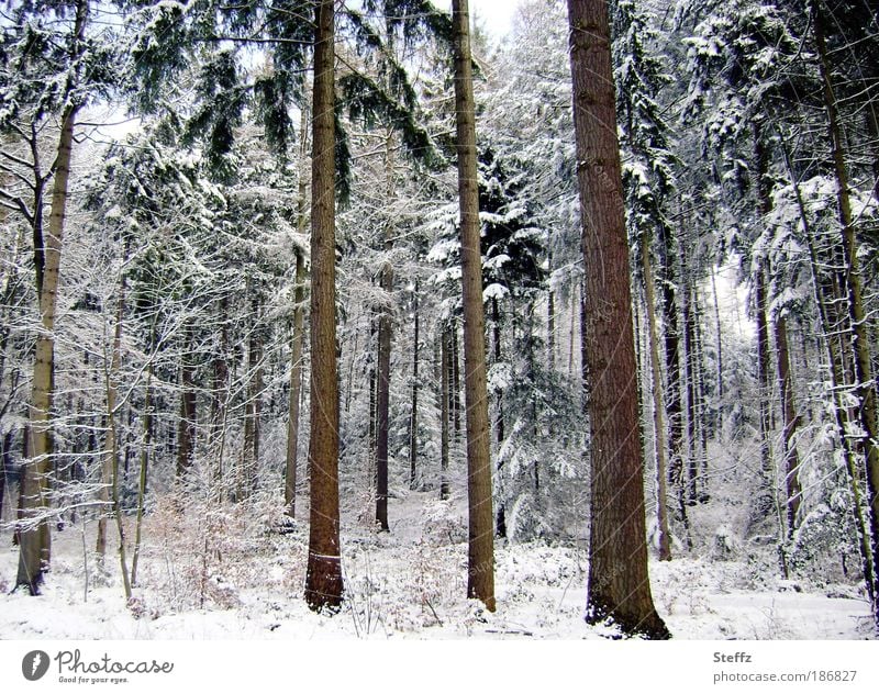 nicht gezuckert Winterwald Winterstille heimisch nordisch nordische Kälte winterliche Ruhe Stille im Wald winterliche Stille Wintereinbruch winterliche Kälte