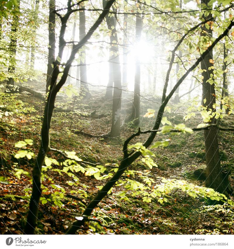 Durchlicht Leben harmonisch Wohlgefühl Erholung ruhig Ferne Umwelt Natur Landschaft Baum Blatt Wald einzigartig Energie geheimnisvoll Idylle Kraft Lebensfreude