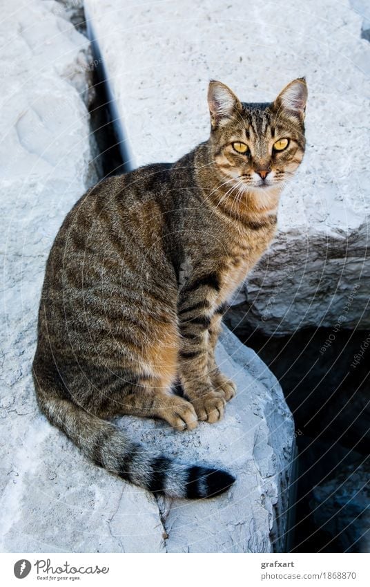 Katze Sitzt Auf Felsen Ein Lizenzfreies Stock Foto Von Photocase