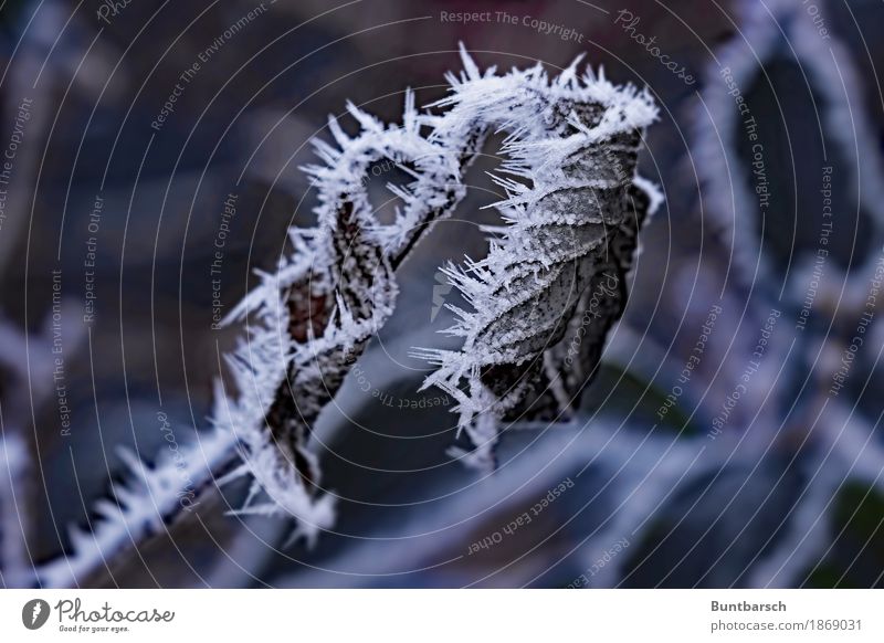 stachlig kalt Umwelt Natur Pflanze Urelemente Winter Eis Frost Sträucher Blatt stachelig braun weiß Kristallstrukturen Eiskristall Gedeckte Farben Außenaufnahme