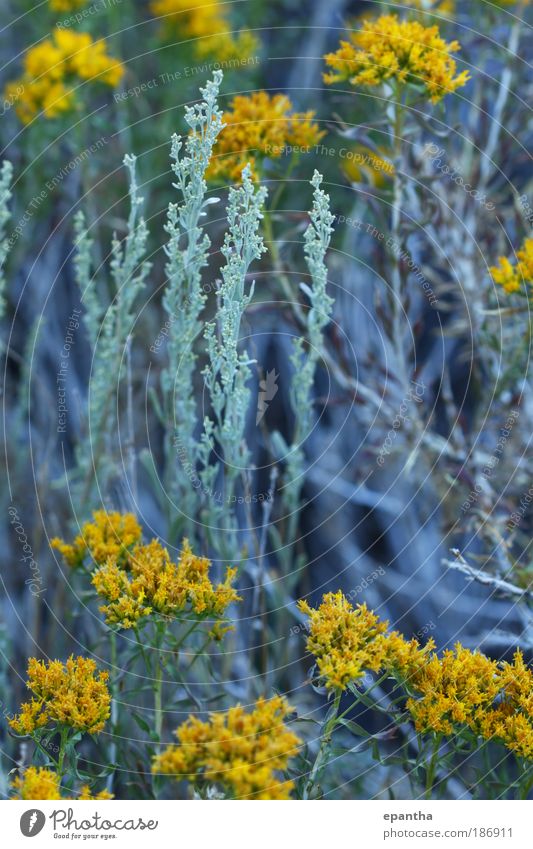 Salbei und Goldrute Berge u. Gebirge Natur Pflanze Sommer Blume Sträucher Blatt Wildpflanze Wiese Wüste Kalifornien authentisch elegant schön natürlich gold