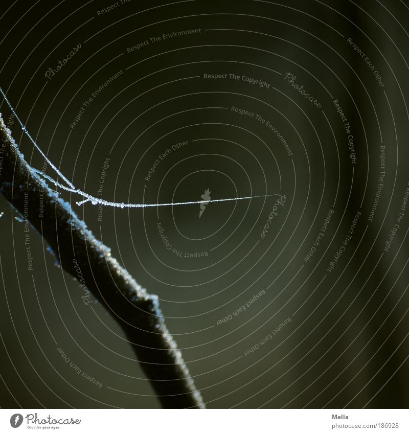 Ins Nichts Umwelt Natur Herbst Winter Klima Wetter Eis Frost Pflanze Schnur Netz hängen dunkel dünn kalt braun rein ruhig Raureif Spinnfaden Spinnennetz fein