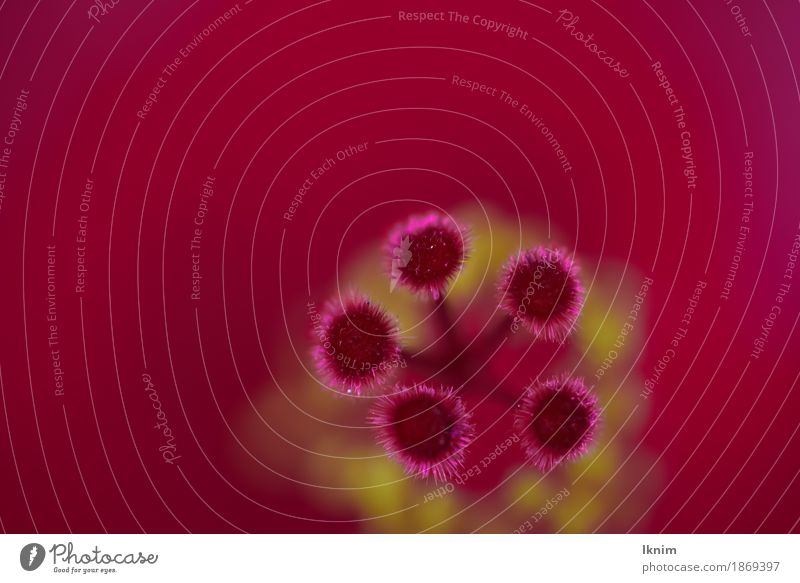 Makroaufnahme der Blütenstempel einer roten Blüte Umwelt Natur Pflanze Frühling Blume gelb Hintergrundbild Staubfäden Blütenknospen Blütenpflanze Nahaufnahme