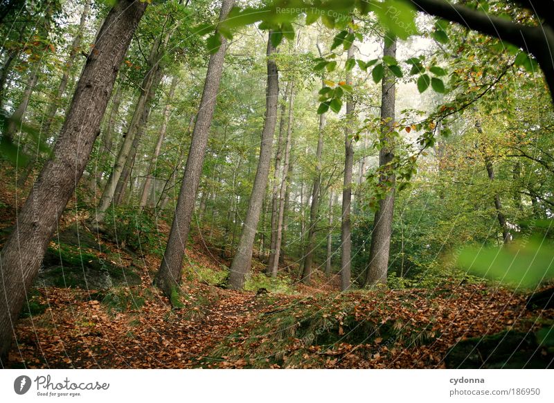 Durchatmen Leben harmonisch Wohlgefühl Erholung ruhig Umwelt Natur Landschaft Baum Blatt Wald einzigartig Freiheit Idylle Lebensfreude nachhaltig schön träumen