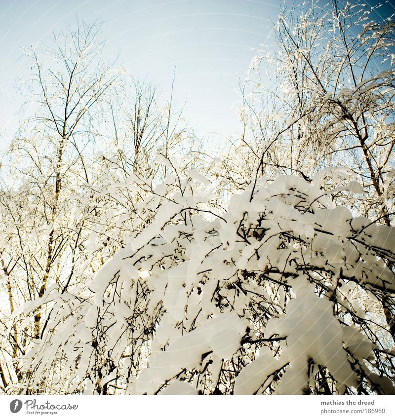 WINTERZAUBER Umwelt Landschaft Pflanze Himmel Winter Schönes Wetter Eis Frost Schnee Baum Sträucher Park Wald kalt schön Idylle bedeckt Schneeflocke Ast weiß