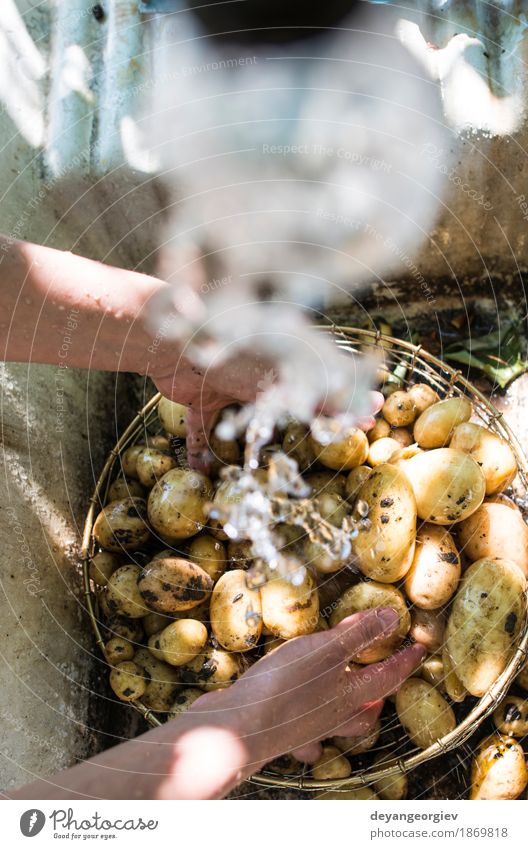 Frisch geerntete Kartoffeln waschen Gemüse Schalen & Schüsseln Frau Erwachsene Hand Pflanze frisch natürlich Sauberkeit grün Wäsche waschen Bauernhof Ackerbau