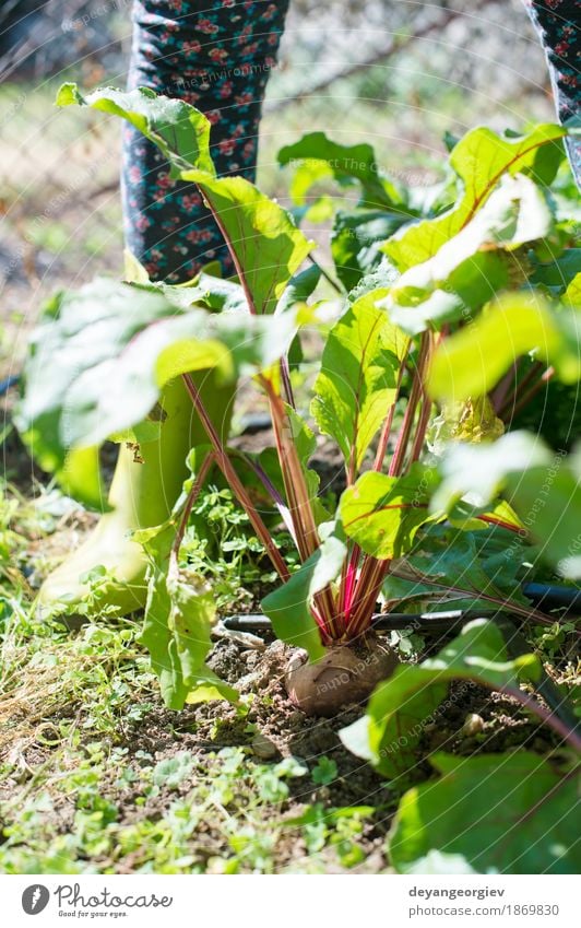 Frauenernte-rote Rübe im Garten Gemüse Vegetarische Ernährung Sommer Gartenarbeit Natur Pflanze Blatt Holz frisch natürlich grün Rote Beete Lebensmittel