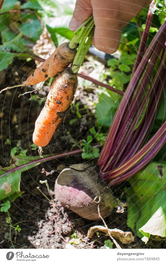 Frau Ernte Karotten und Rote Beete Gemüse Vegetarische Ernährung Diät Garten Gartenarbeit Erwachsene Natur Blatt Holz frisch grün Möhre organisch Gesundheit
