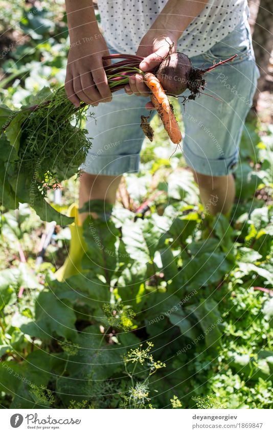 Frau Ernte Karotten und Rote Beete Gemüse Vegetarische Ernährung Diät Garten Gartenarbeit Erwachsene Natur Blatt Holz frisch grün Möhre organisch Gesundheit
