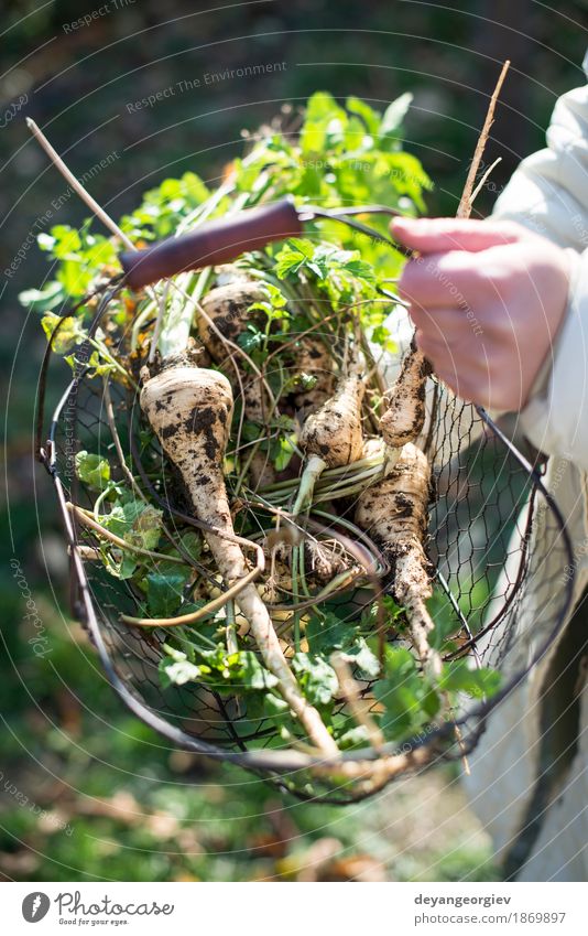 Frauengriffpastinake im Korb im Garten Gemüse Frucht Vegetarische Ernährung Gartenarbeit Erwachsene Hand Pflanze frisch natürlich braun grün weiß Wurzel