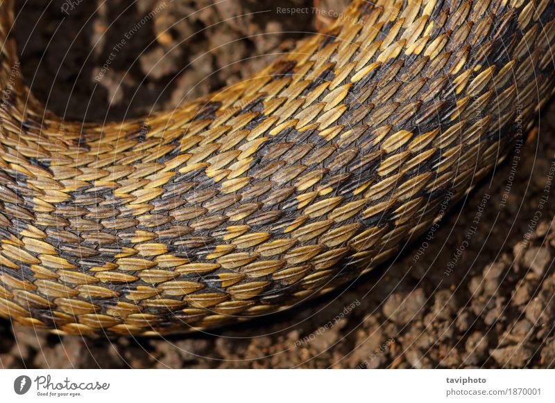 Detail auf Haut der Viper schön Natur Tier Wiese Schlange klein natürlich wild Angst gefährlich Vipera knapp Schuppen Rakkosiensis selten Reptil reptilisch