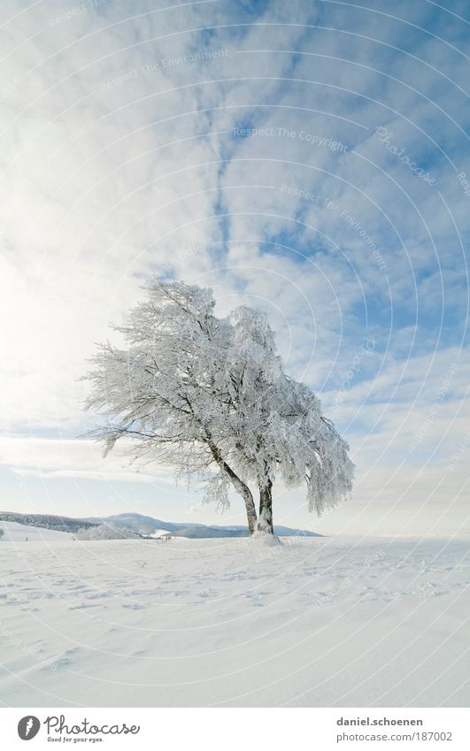 endlich kalte Finger !! Himmel Sonne Winter Schönes Wetter Eis Frost Schnee Baum Ferne Schwarzwald weiß blau Textfreiraum oben Textfreiraum unten Sonnenlicht