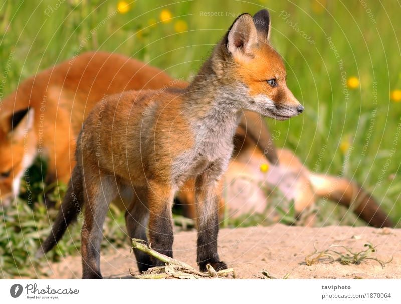 junger europäischer Fuchs schön Jagd Baby Umwelt Natur Tier Hund Tierjunges klein natürlich niedlich wild braun grün rot Farbe Tierwelt Raubtier Schamlippen