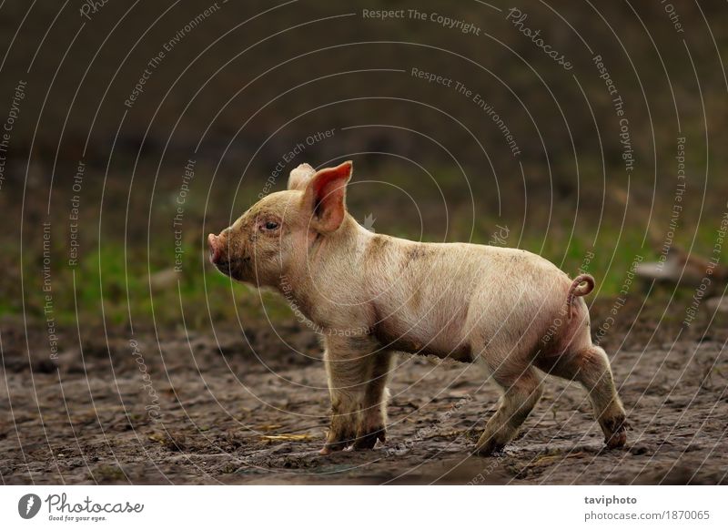 junges Schwein in der Nähe der Farm Fleisch Glück schön Baby Natur Landschaft Tier Erde Haustier stehen dreckig frei klein lustig niedlich grün rosa weiß Farbe