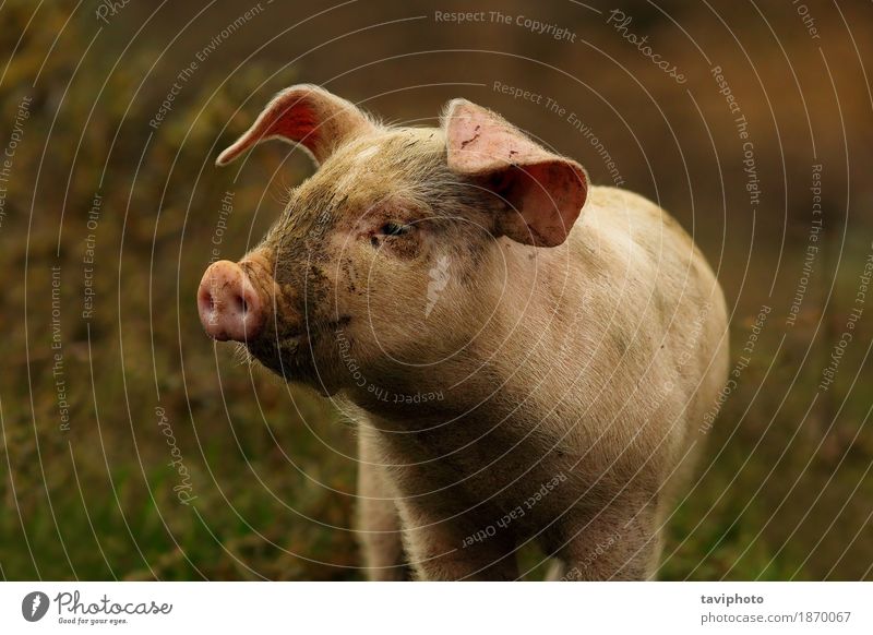 junges rosa Schweinporträt Fleisch Freude schön Menschengruppe Tier Tierjunges stehen dreckig klein lustig niedlich schwarz weiß Farbe Hausschwein Bauernhof
