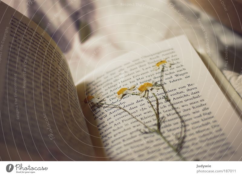 Lesezeichen harmonisch Erholung ruhig Natur Blume Kamille Buch Buchstaben träumen alt schön gelb Frühlingsgefühle Romantik Duft Glück Hoffnung rein Blüte platt