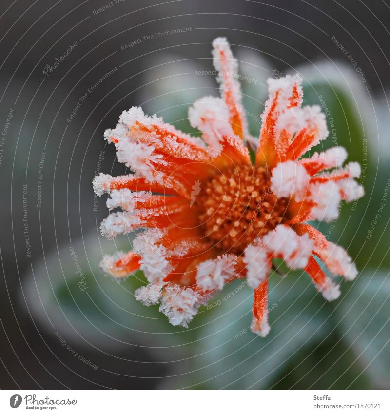Ringelblume im Novemberfrost Calendula Calendula officinalis Flowerpower Spätblüher Frost Novemberblume Raureif frieren kalt gefroren Kälteschock Herbstblume