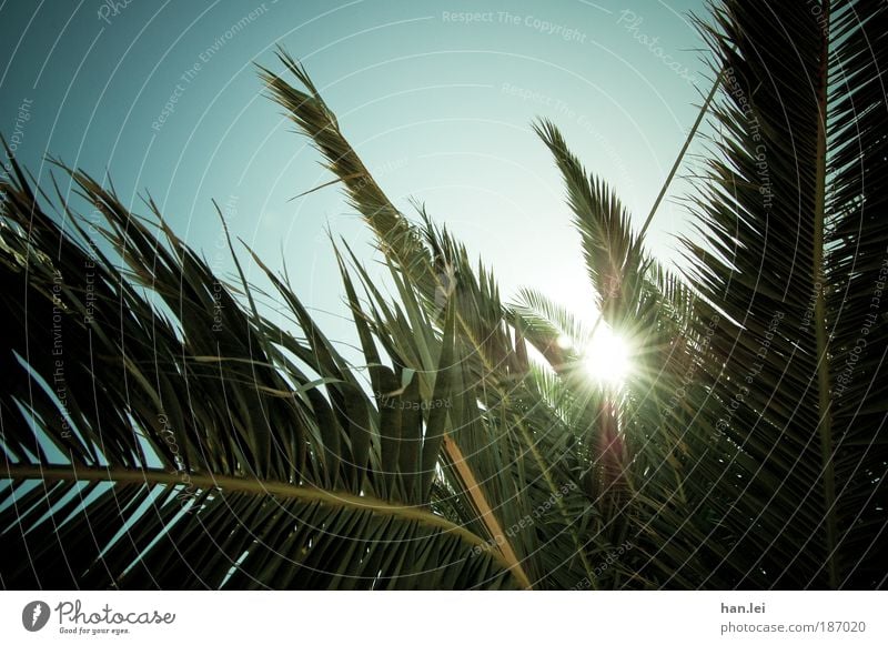 Sommer! Textfreiraum unten Textfreiraum oben Menschenleer Farbfoto Sonnenlicht Gegenlicht Himmel Schönes Wetter Sonnenstrahlen Pflanze Palme Blatt Vignettierung