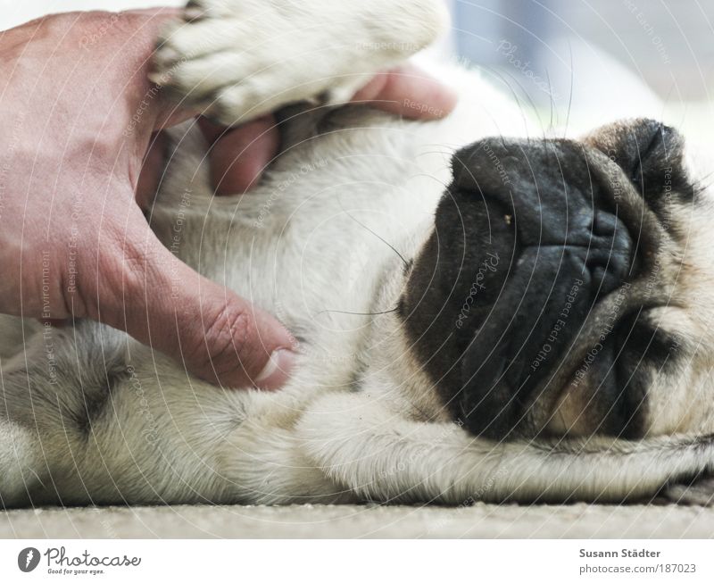 wenn die 5te Kerze brennt, hast du Weihnachten verpennt Haustier Totes Tier Hund 1 Tierjunges schlafen kuschlig kaputt nah Freude Leidenschaft Warmherzigkeit