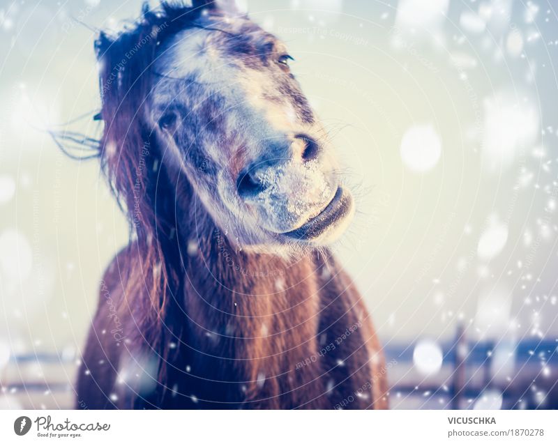Pferd genießt Winter und Schnee Lifestyle Freude Natur Himmel Schönes Wetter Tier 1 Design Frost grinsen Humor Porträt Lächeln Farbfoto Außenaufnahme