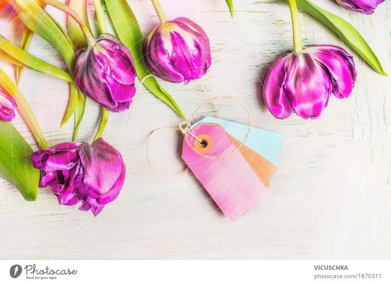 Schöne frische Tulpen elegant Stil Design Leben Sommer Dekoration & Verzierung Feste & Feiern Valentinstag Muttertag Geburtstag Natur Pflanze Blume Liebe rosa