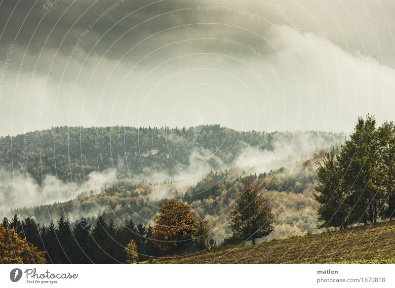 Wallungen Natur Landschaft Pflanze Himmel Wolken Gewitterwolken Horizont Herbst Wetter schlechtes Wetter Nebel Baum Gras Wiese Wald Hügel Berge u. Gebirge