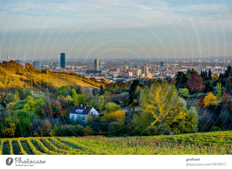 Weinberg im Herbst vor der Skyline von Wien in Österreich Landschaft Stadt Landwirtschaft Aussicht Baum Berge u. Gebirge Blatt Großstadt Ernte mehrfarbig Feld