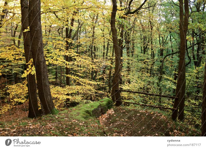 Aussichtspunkt Leben harmonisch Wohlgefühl Erholung ruhig Umwelt Natur Landschaft Herbst Wind Baum Blatt Wald Bewegung einzigartig Freiheit Idylle schön träumen