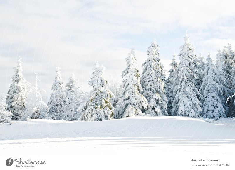früher konnte ich mit Winter auch nichts anfangen Part 2 Umwelt Natur Klima Klimawandel Wetter Schönes Wetter Eis Frost Schnee Baum kalt weiß Tanne Schwarzwald