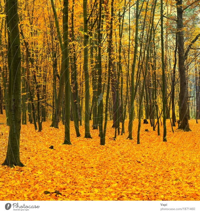 Schöner gefallener Park im Wald Umwelt Natur Landschaft Pflanze Herbst Baum Blatt frisch hell natürlich braun gelb gold grün orange rot schwarz Farbe Ahorn