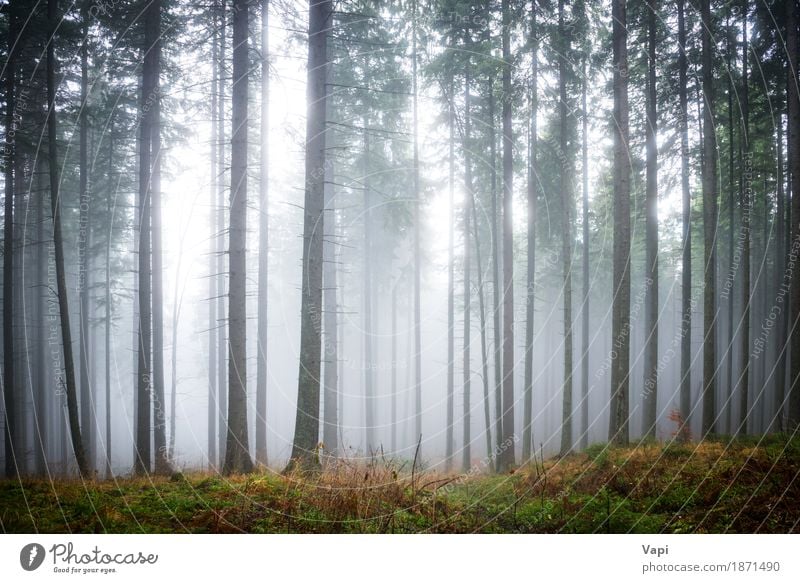 Mysteriöser Nebel im grünen Wald Tourismus Umwelt Natur Landschaft Sonnenlicht Sommer Herbst Wetter Regen Baum Gras Blatt dunkel blau braun gelb grau schwarz