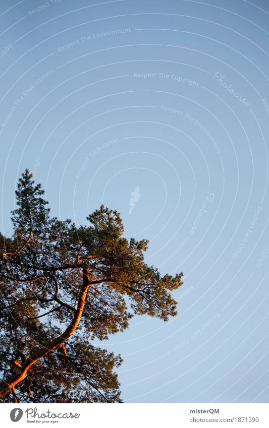 Ostsee I Kunst ästhetisch Himmel Kiefer Nadelbaum Sommer blau Baumstamm Farbfoto mehrfarbig Außenaufnahme Detailaufnahme Experiment abstrakt Menschenleer