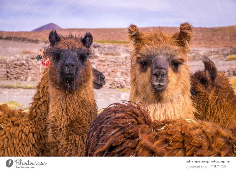 Brown Lama Alpaka Herde exotisch schön Gesicht Menschengruppe Natur Landschaft Tier Wiese Pelzmantel stehen kuschlig lustig niedlich braun schwarz Farbe