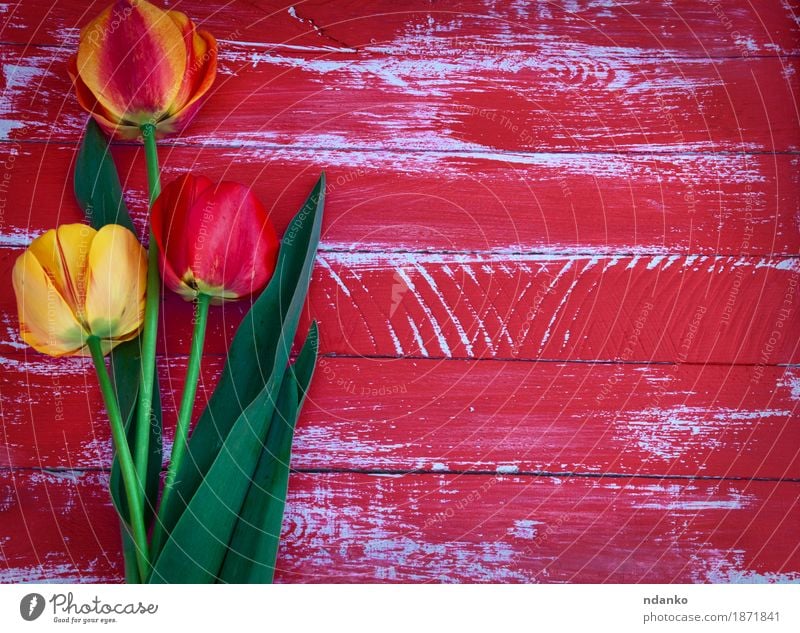 Drei Tulpen auf einem roten hölzernen Hintergrund Dekoration & Verzierung Ostern Hochzeit Geburtstag Mutter Erwachsene Frühling Blume Blüte Blumenstrauß Holz