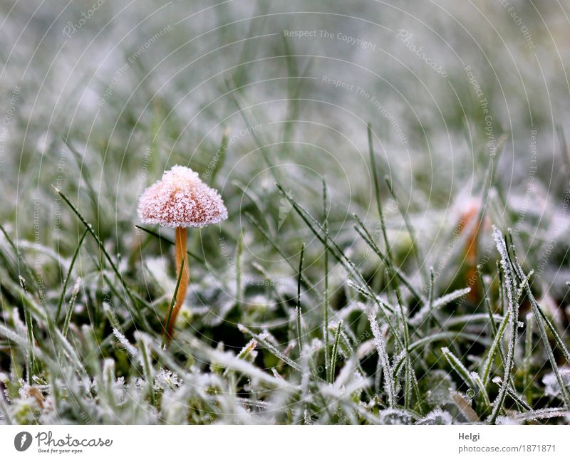 aufgebrezelt | mit Festtagshut Umwelt Natur Pflanze Herbst Eis Frost Gras Garten frieren stehen Wachstum ästhetisch außergewöhnlich schön einzigartig kalt klein