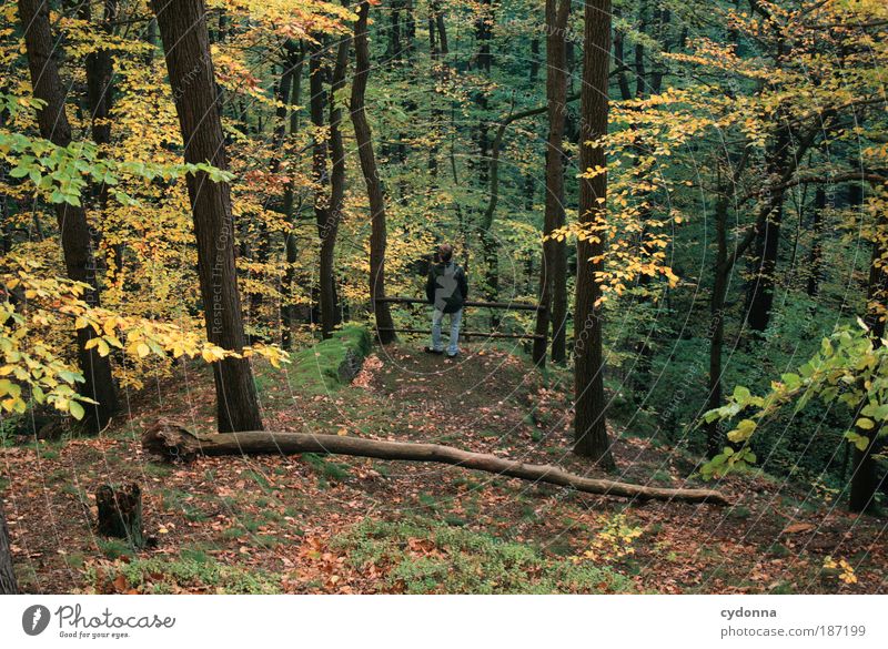 Ein Männlein steht im Walde ... Leben harmonisch Erholung ruhig Mensch Mann Erwachsene Umwelt Natur Landschaft Herbst Baum Bewegung einzigartig Freiheit Idylle
