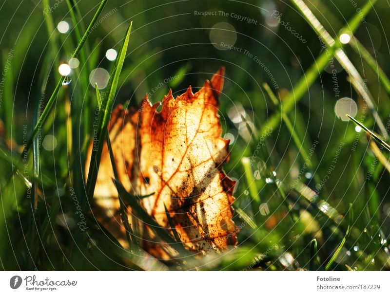 Versteckt im Gras Umwelt Natur Landschaft Pflanze Urelemente Wasser Wassertropfen Herbst Klima Wetter Schönes Wetter Blatt Park Wiese hell nah nass natürlich