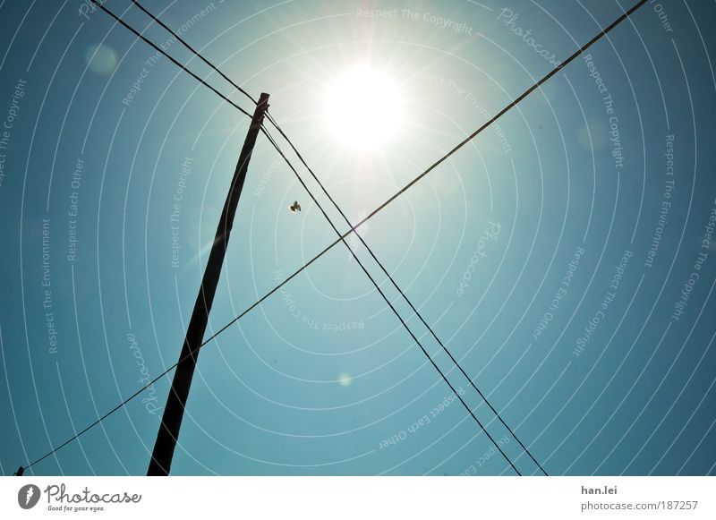 |X Sinnesorgane Freiheit Kabel Telekommunikation Himmel Wolkenloser Himmel Schönes Wetter Vogel fliegen blau schwarz Symmetrie Sonnenfleck Hochspannungsleitung