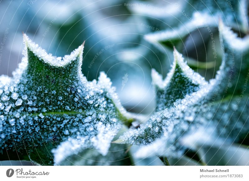 eisstachelig Umwelt Natur Pflanze Eis Frost Sträucher Blatt Grünpflanze Stechpalme Garten kalt grün weiß Schmerz gefährlich Klima Farbfoto Nahaufnahme
