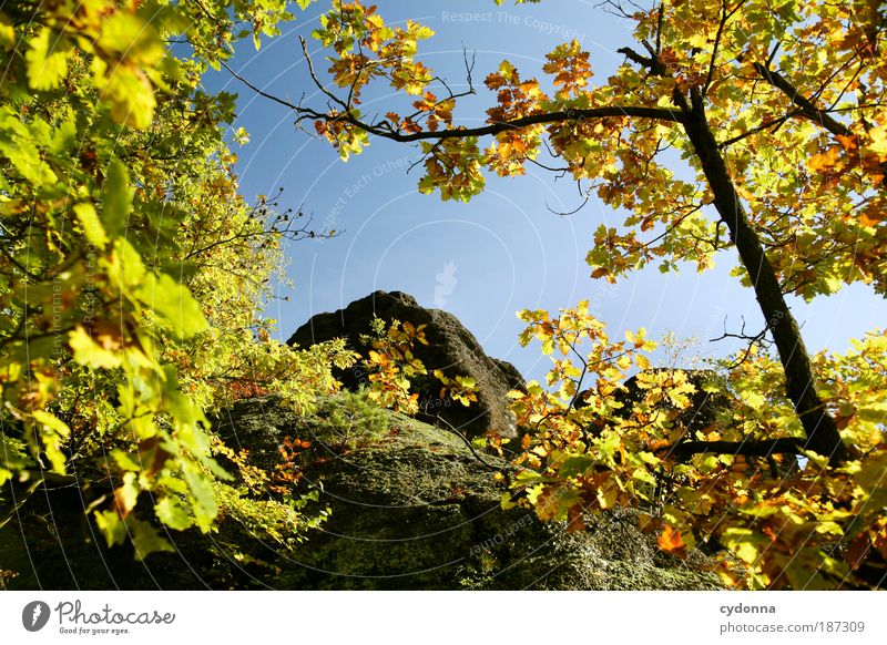 Gipfel Leben Wohlgefühl Erholung ruhig Umwelt Natur Wolkenloser Himmel Herbst Baum Blatt Wald Felsen Berge u. Gebirge Entschlossenheit Erwartung Idylle