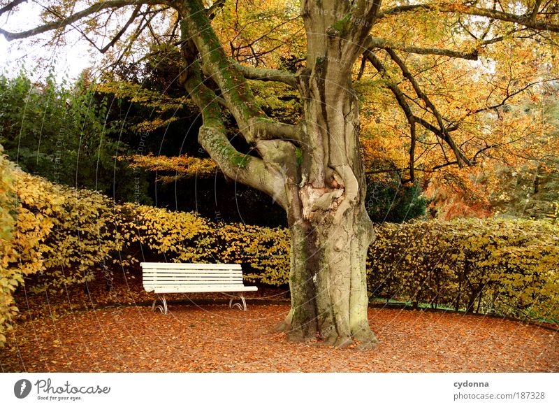 Parkbank Lifestyle harmonisch Wohlgefühl Erholung ruhig Kur Umwelt Natur Landschaft Herbst Baum Sträucher Bildung Einsamkeit Gefühle Idylle Leben schön Tod