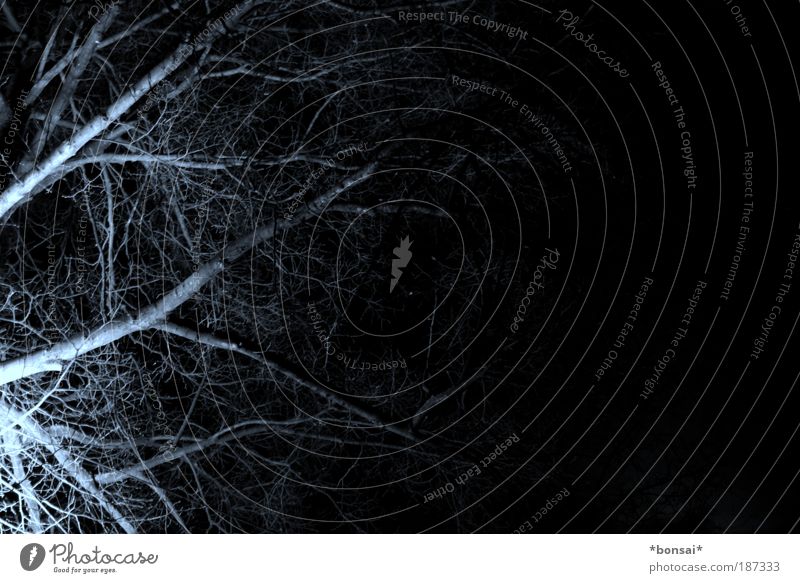 ein gruselbaum Herbst Baum Holz leuchten alt bedrohlich dunkel gruselig natürlich schwarz weiß Angst bizarr Ast erleuchten Schwarzweißfoto Außenaufnahme