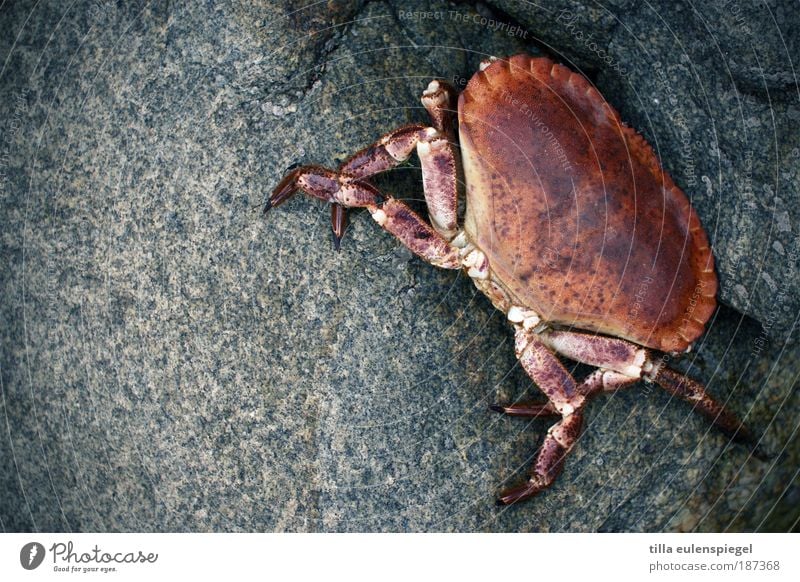 Pozwicker Meeresfrüchte Ferien & Urlaub & Reisen Strand Umwelt Natur Küste Wildtier Krabbe Krebstier 1 Tier Stein warten authentisch kalt natürlich Originalität