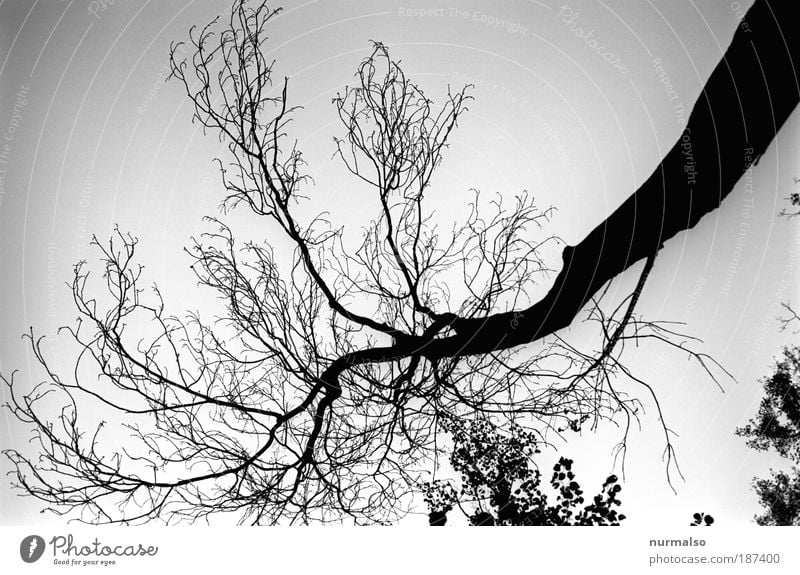 Stammhirn Kunst Umwelt Natur Pflanze Himmel Baum Wildpflanze exotisch Park Zeichen fallen leuchten dehydrieren Wachstum dunkel fantastisch gruselig Kraft