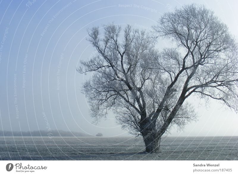 Eisbaum Umwelt Natur Landschaft Pflanze Erde Wolkenloser Himmel Horizont Winter Klima Klimawandel Wetter Schönes Wetter Nebel Frost Baum Feld Hoffnung ruhig