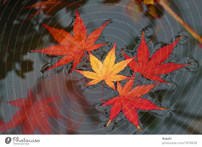 Oberflächenspannung Natur Herbst Blatt ästhetisch Freundlichkeit mehrfarbig gelb rot schön Vergänglichkeit Wandel & Veränderung Farbfoto Außenaufnahme