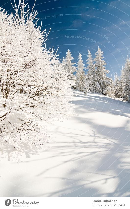 Winterspaziergang Umwelt Natur Landschaft Himmel Wolkenloser Himmel Schönes Wetter Eis Frost Schnee Baum blau weiß Wintersonne Licht Schatten Sonnenlicht